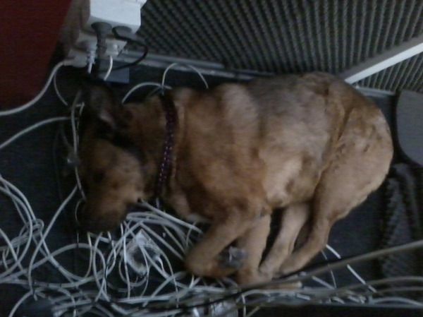 Sasja De eerste ITC-Hond is in slaap gevallen tijdens het werk.
