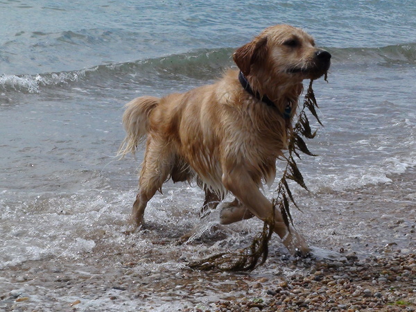 Sam in Bretignolles sur mer
