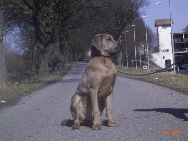 Fila Brasileiro