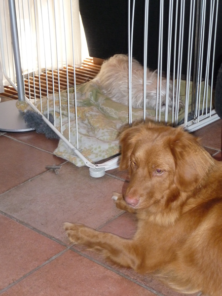 Jayla.. onze bodyguard