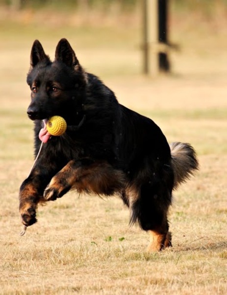 Genietend van z'n beloning ..... de bal!