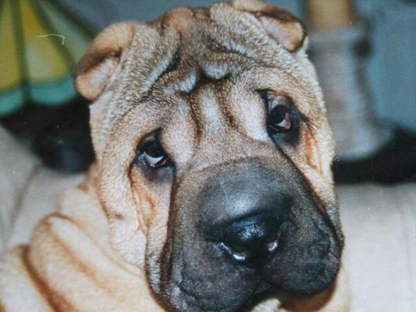Shar Pei