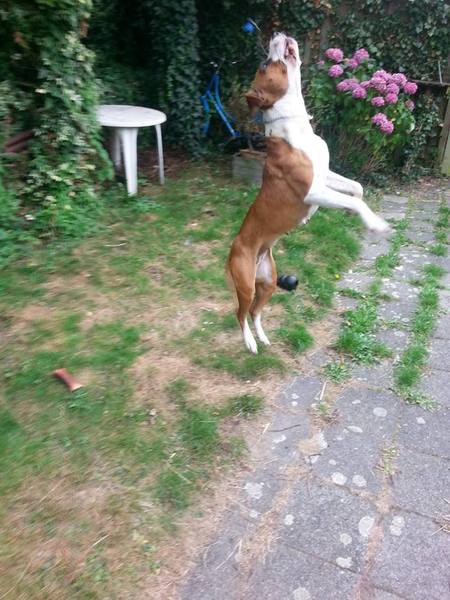 Aan het werk met de flirtpole