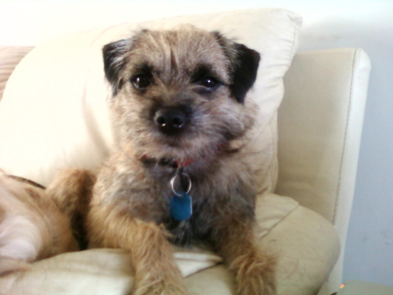 Border Terrier
