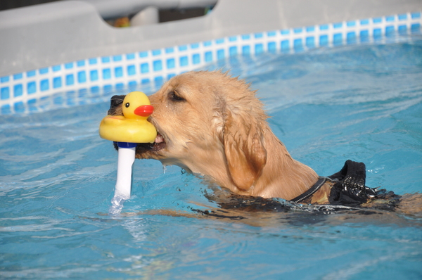 Al een echte Retriever in de maak!!