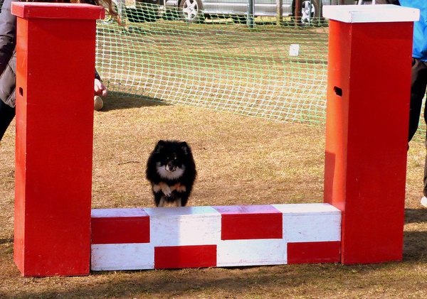 Max tijdens agility