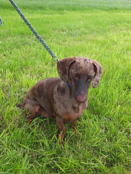 Cleaning Teckel Gijs