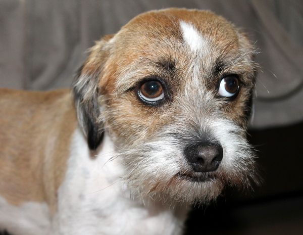 Hard aan het werk voor een lekkernij