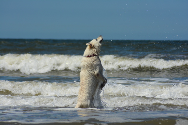 Dansen op het water