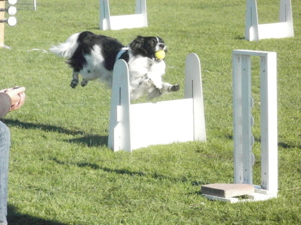 Flyball