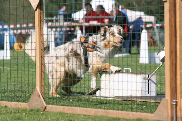 Flyball