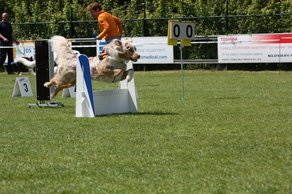 flyball wedstrijd