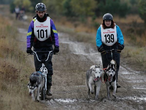 de roedel samen aan het werk