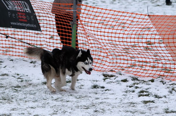 Silver aan het werk.