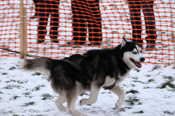 Silver aan het werk.