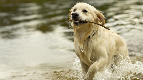 Hard aan het werk...