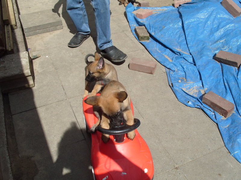 Alles is een hond te leren