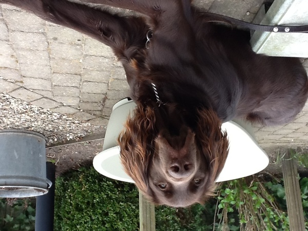 Duitse Staande Hond, Langhaar