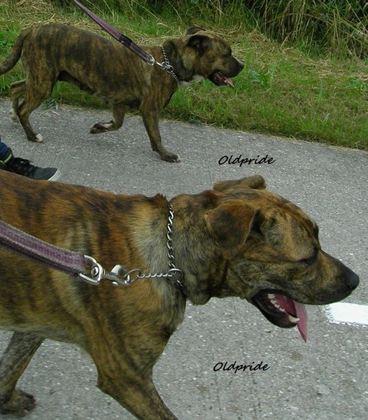 Perro Dogo Mallorquín