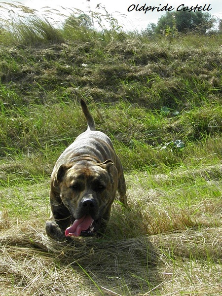 Perro Dogo Mallorquín