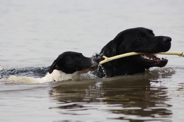 Takken halen voor de baas