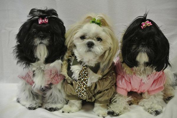 Shih Tzu