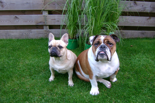 Engelse Bulldog
