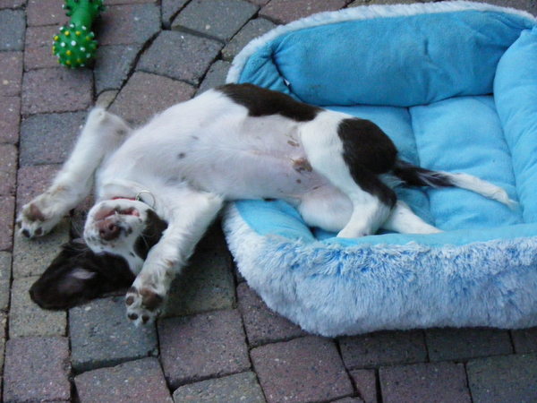 Engelse Springer Spaniel