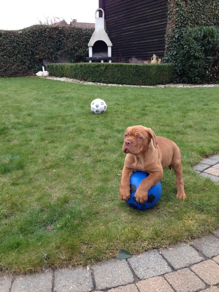 Profvoetballer zijn is ook werk!