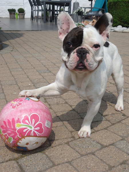 Profvoetballer in spé