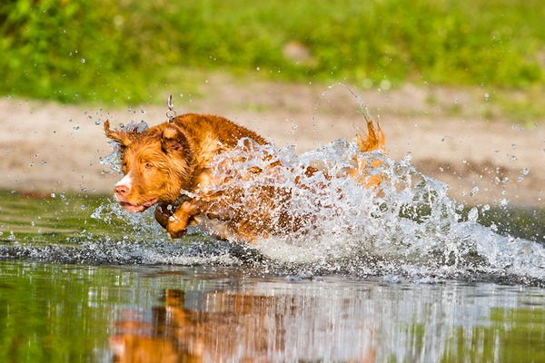 Waterrat