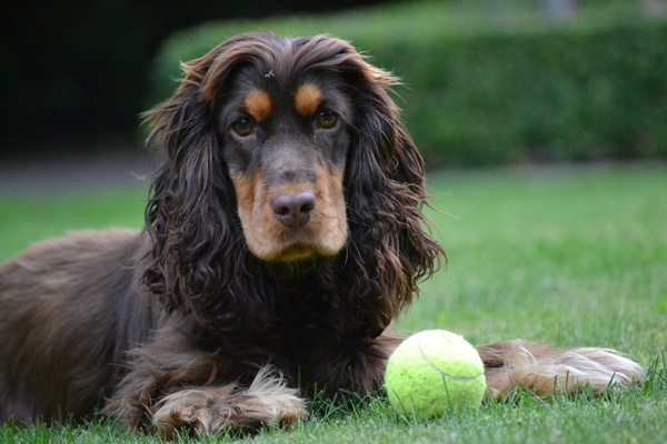 Engelse Cocker Spaniel