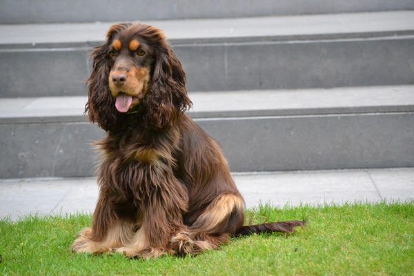 Engelse Cocker Spaniel