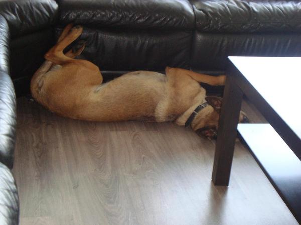 Slapen met je pootjes omhoog