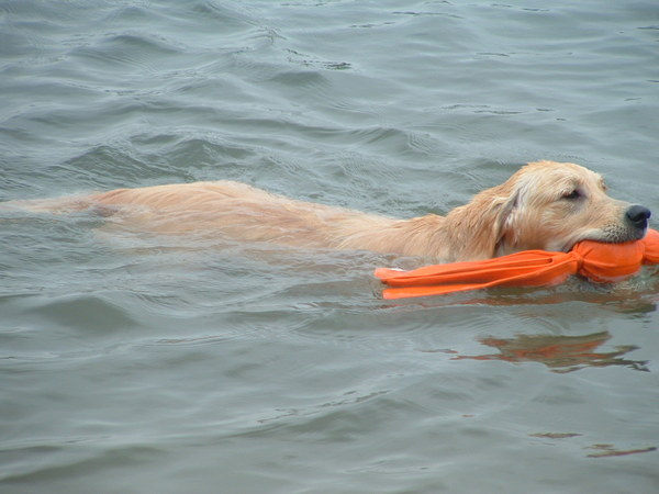 eerste keer te water