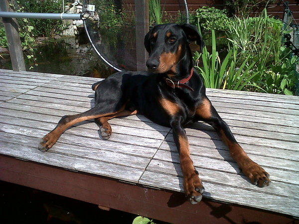 Dobermann