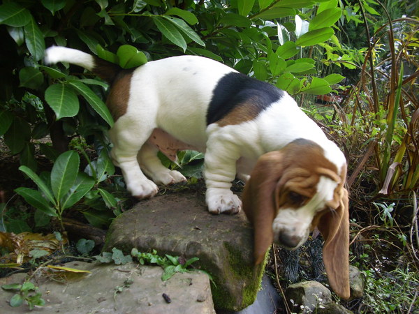 Bassethound Fynn