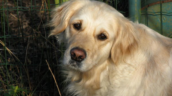 Golden Retriever
