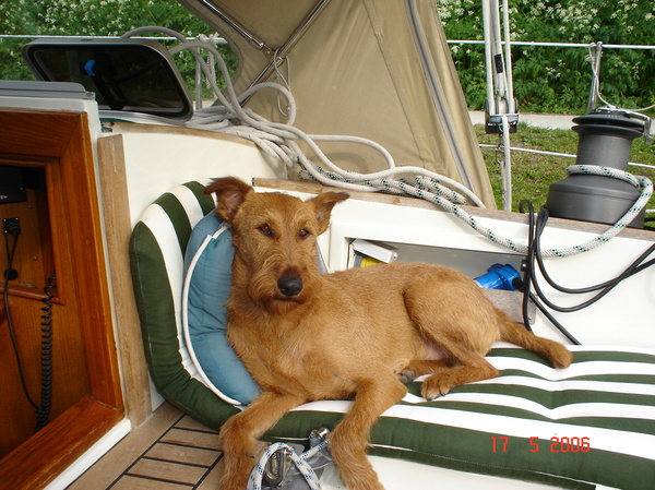 Ierse Terrier