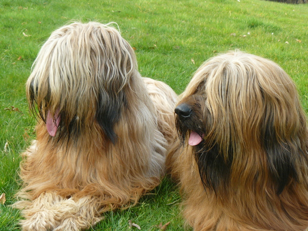 Briard