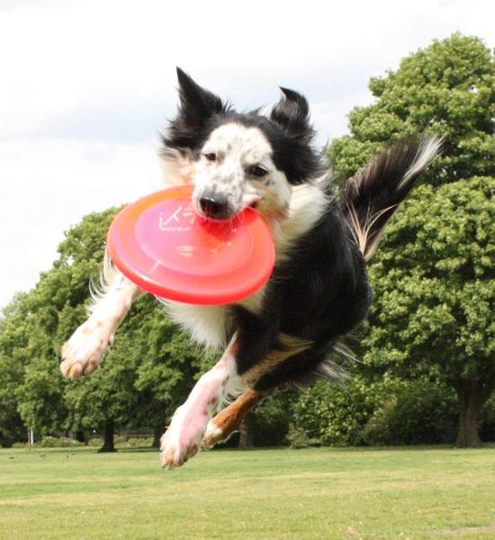 Guide Dogfrisbee 