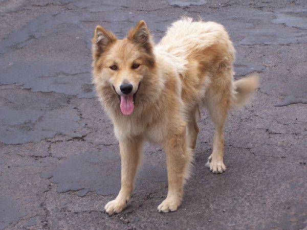 El Perro de Pastor Garafiano