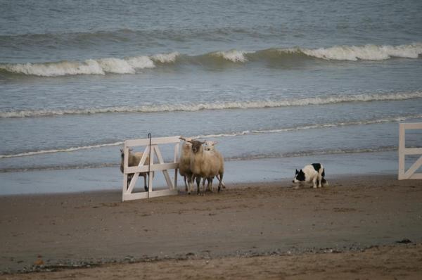 Sheep at the beach