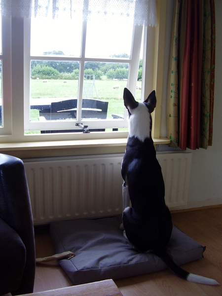 ik let op de schapen