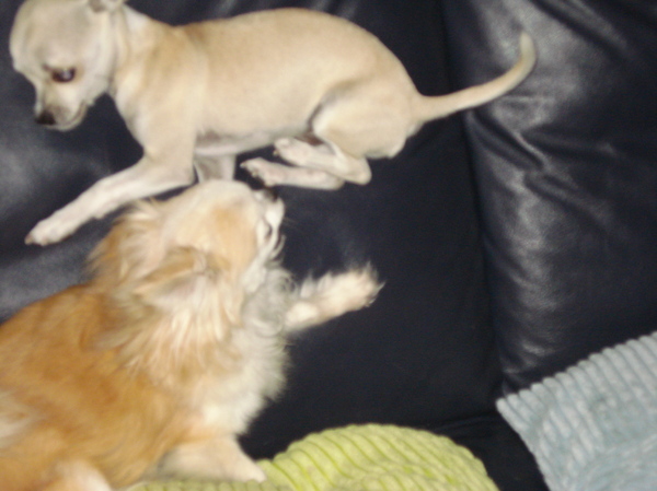 SPRING OVER DE ANDER HEEN 