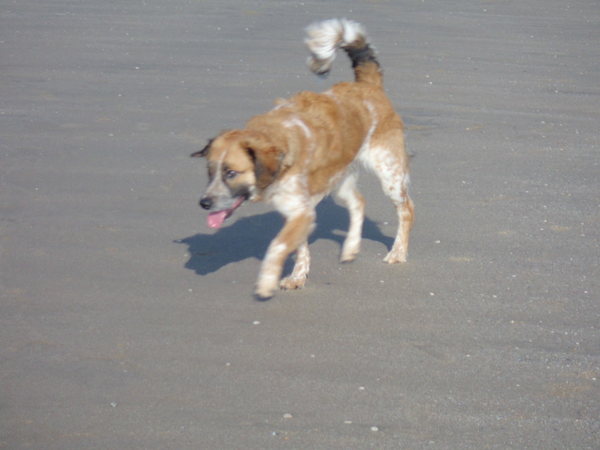Nest kooiker x friese stabij in Nieuwehorne (Friesland)
