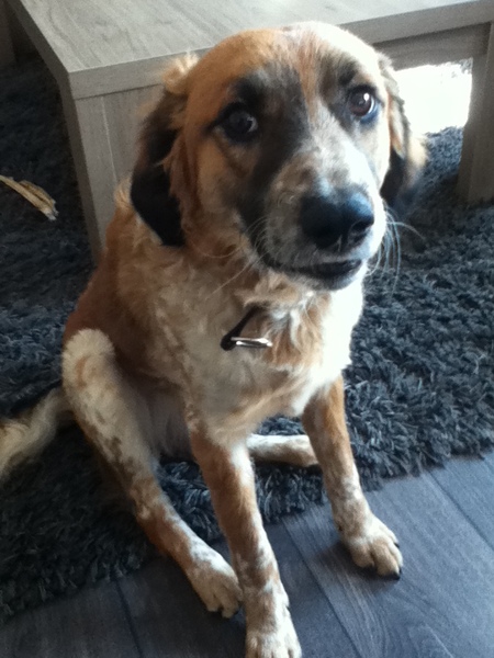 Nest kooiker x friese stabij in Nieuwehorne (Friesland)