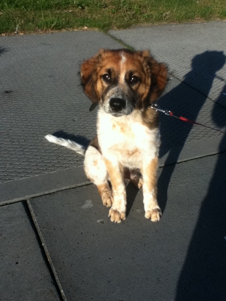 Nest kooiker x friese stabij in Nieuwehorne (Friesland)