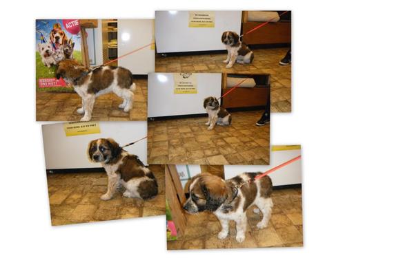 Nest kooiker x friese stabij in Nieuwehorne (Friesland)