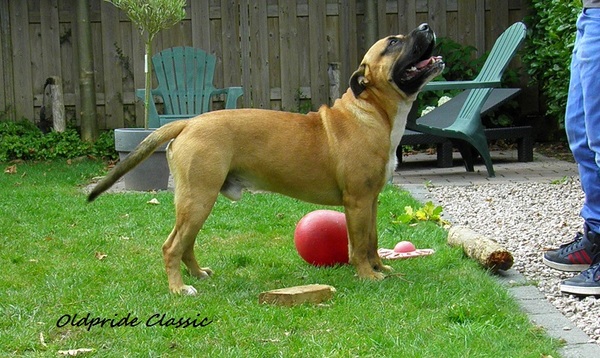 Perro Dogo Mallorquín